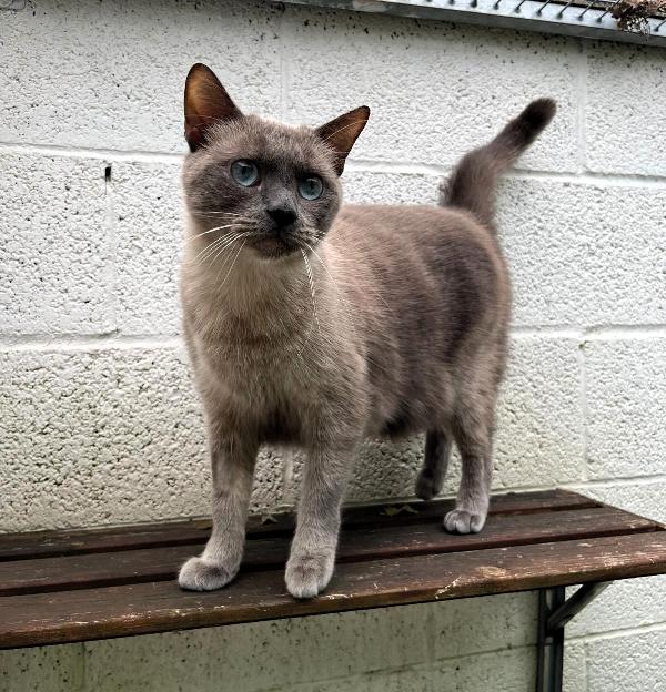 BLU  MICIO SIAMESE Foto 4